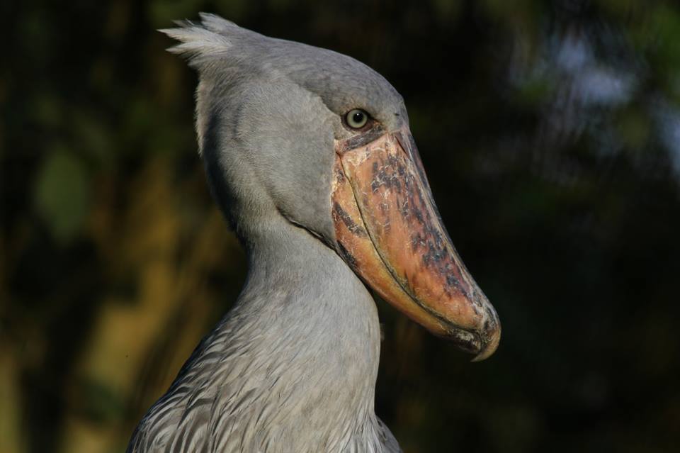 Bird ShoeBill