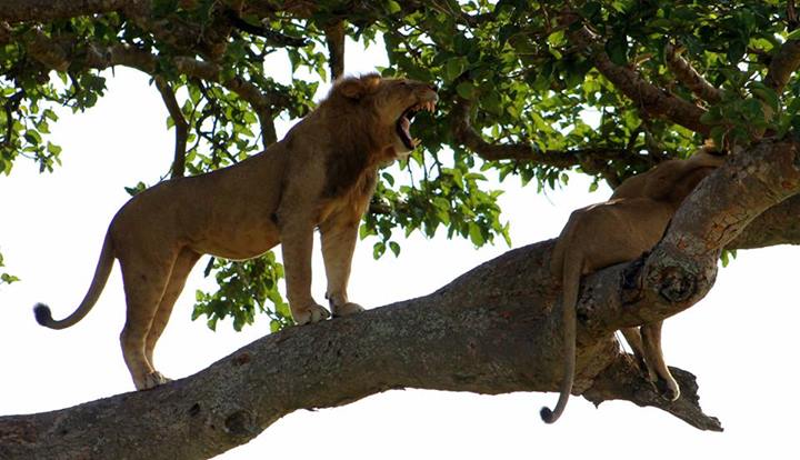 Climbing lions at QENP