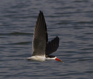 African Skimmer