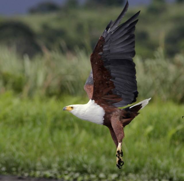 Bird African fish eagle in flight