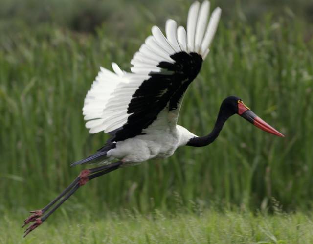 Bird saddlebilled stork in flight