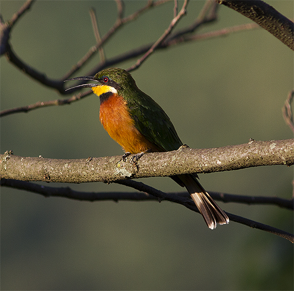 Cinnamon chested Bee eater