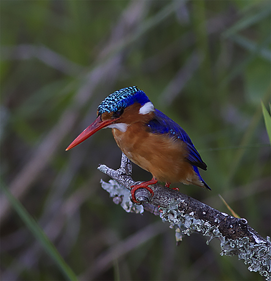 Malachite_Kingfisher-1