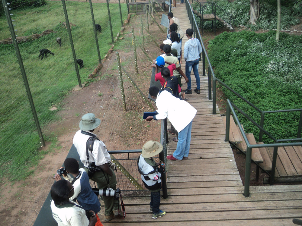 Chimp viewing platform Ngamba