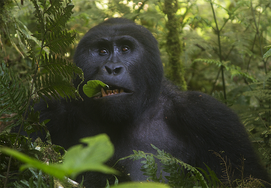 Mountain Gorilla