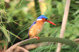 Malachite Kingfisher