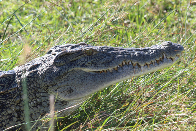 Wildlife and Cultural Safari